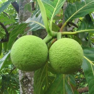 Sukun