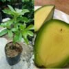 Alpukat Tanpa Biji - Gambar 2
