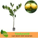 Jeruk Lemon Eureka
