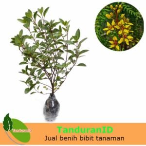 Hujan Emas