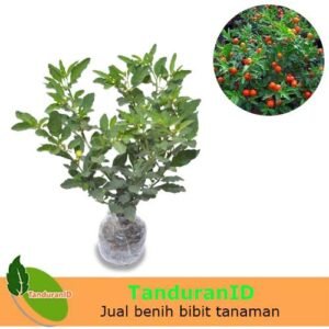 Tomat Krismil