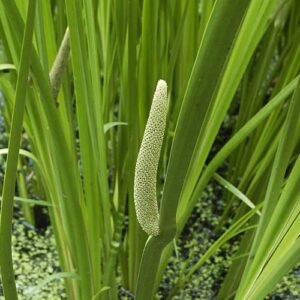 Daun Dlingu