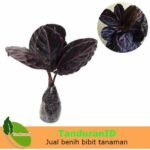Calathea Meranti Ungu