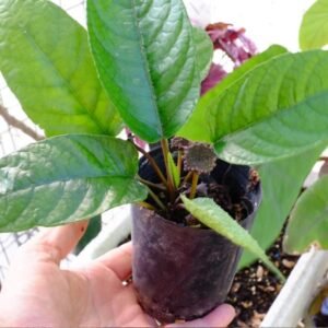 Dorstenia Elata ( Anthurium Konde )