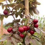 Kelengkeng Merah (ruby longan)