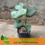 Philodendron Monstera