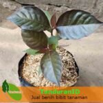 Daun Ungu