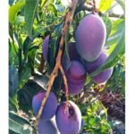 Mangga Ungu Super 1Meter