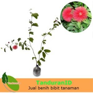 Kaliandra Merah