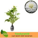 Dahlia Putih