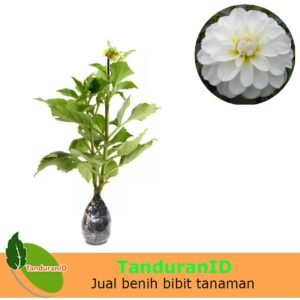Dahlia Putih