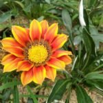 Mini Orange Blooming