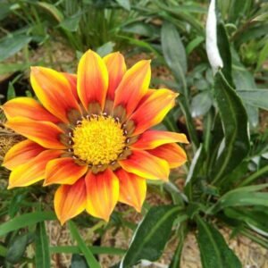 Mini Orange Blooming