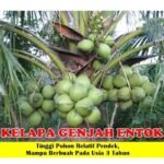 Kelapa Genjah Entok
