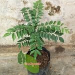 Daun Kari Salam Koja