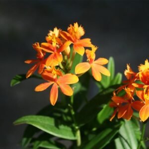 Epidendrum Oranye