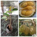 Durian Bawor 3 Kaki Tinggi 50 cm