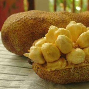 Cempedak Durian