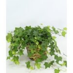 English Ivy