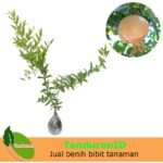 Delima Putih