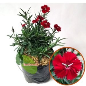 Dianthus Merah