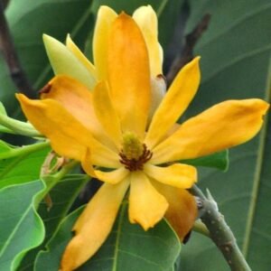 Kantil Kuning