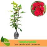 Mawar Floribunda Merah