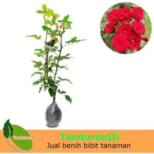 Mawar Floribunda Merah