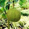 Nangka Mini (Dwarf Jackfruit) - Gambar 2