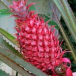 Nanas Merah Red Pineapple