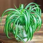 Spider Plant (Chlorophytum Comosum)