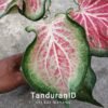 Keladi Wayang - Gambar 2