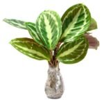 Calathea Silverback