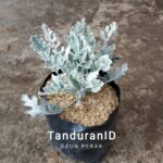 Bibit Tanaman Hias Perak ( Putri Salju )
