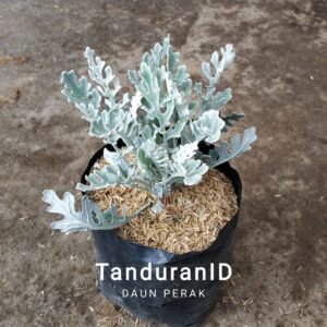 Bibit Tanaman Hias Perak ( Putri Salju )