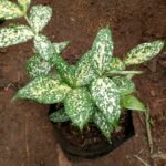 Gold Dust Dracaena