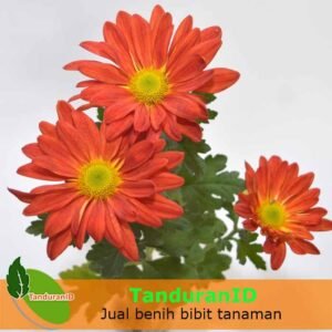 Krisan Single Oranye