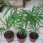 Palem Chamaedorea