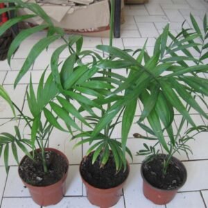 Palem Chamaedorea