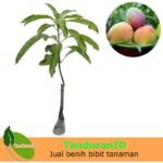 Mangga Agrimania