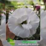 White Lisianthus