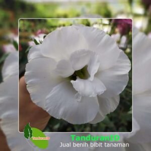 White Lisianthus