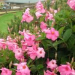 Mandevilla Pink