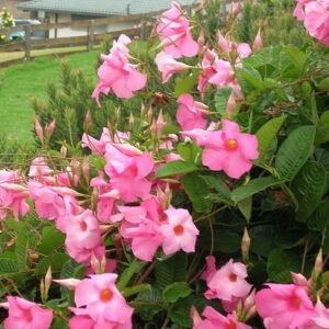 Mandevilla Pink
