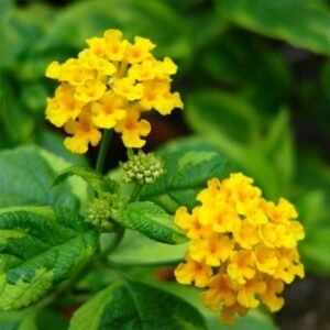 Lantana Kuning