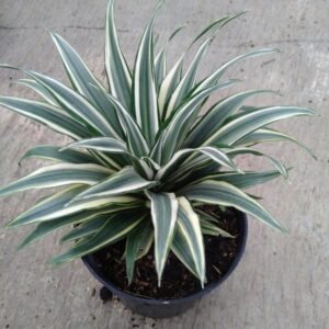 Dracena Mini