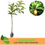 Sawo Variegata (Variegated Sapodilla)
