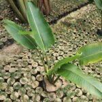 Pisang Kipas