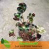 Begonia Curly Green - Gambar 3