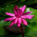 Teratai Rubra Merah